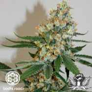 Bodhi Seeds Silver Mountain